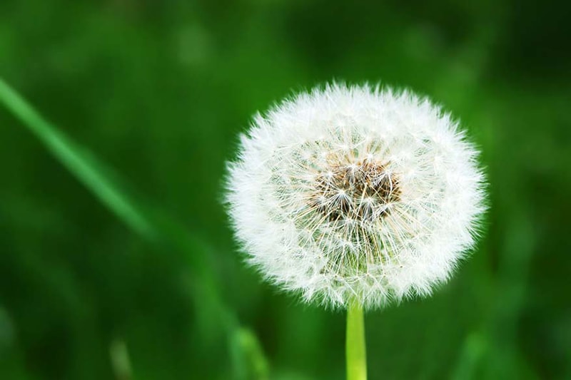 dandelion in field